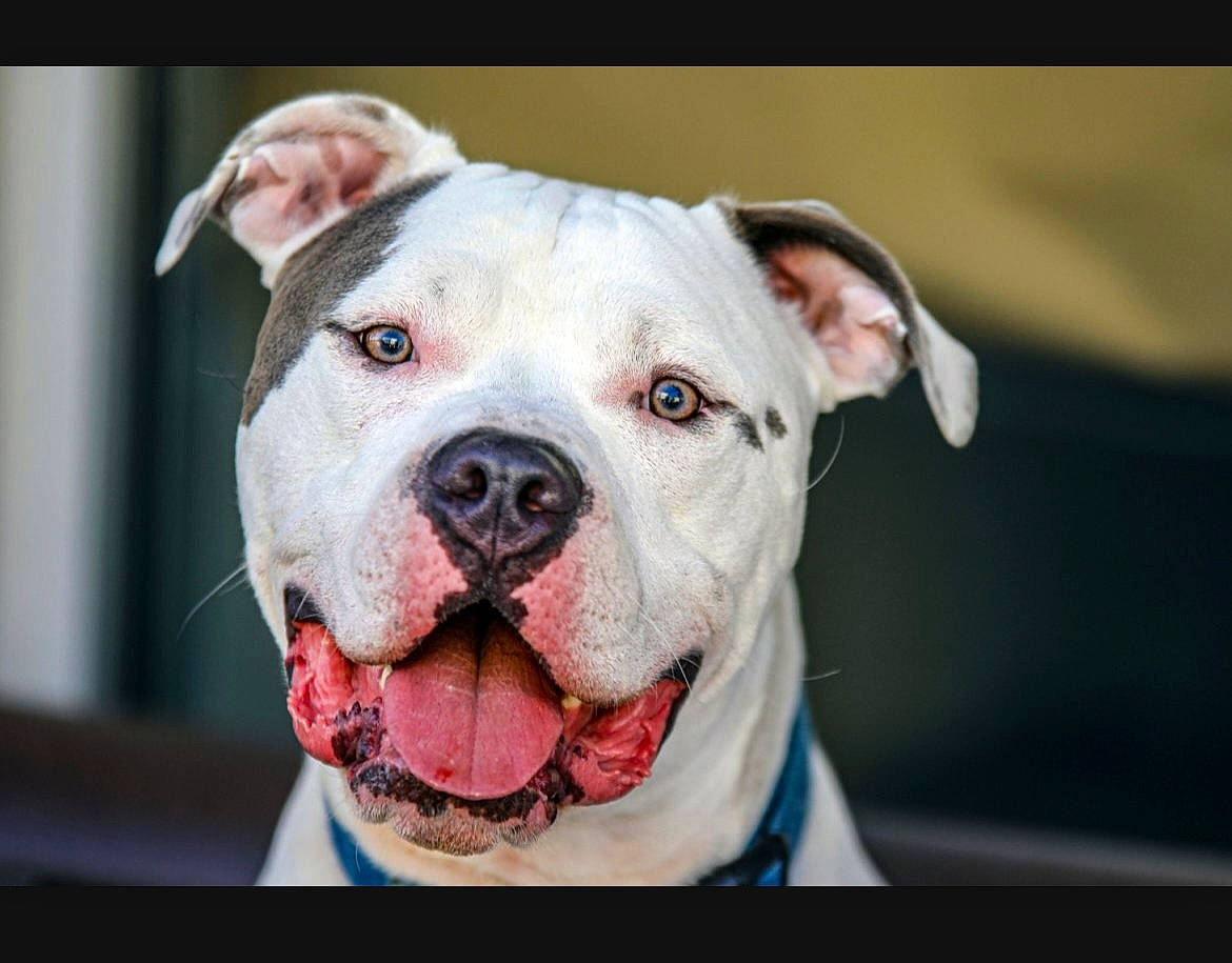 Banks joined the competition — help win amazing prizes! canidae, carnivore, collar, companion_dog, cordoba_fighting_dog, dog, dog_breed, dog_collar, fang, fawn, fur, molosser, non_sporting_group, snout, sporting_group, terrestrial_animal, whiskers, working_animal, working_dog, wrinkle