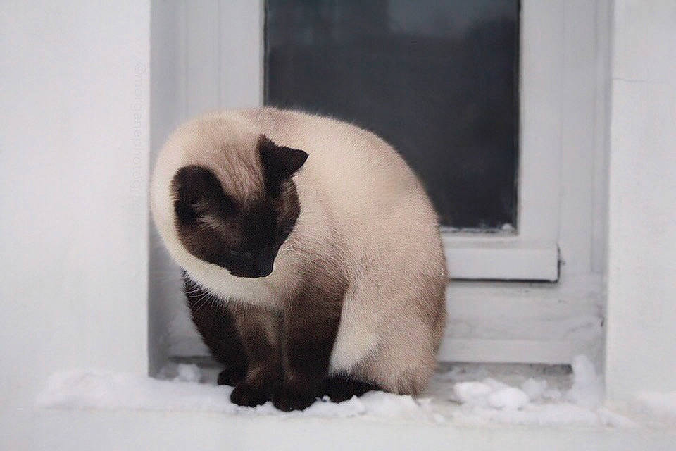 Galaxy a rejoint le concours — aidez-le/la à gagner de superbes lots ! balinese, birman, carnivore, cat, comfort, fawn, felidae, fur, paw, siamese, small_to_medium_sized_cats, snout, snow, tail, terrestrial_animal, thai, tonkinese, whiskers, wildlife, window