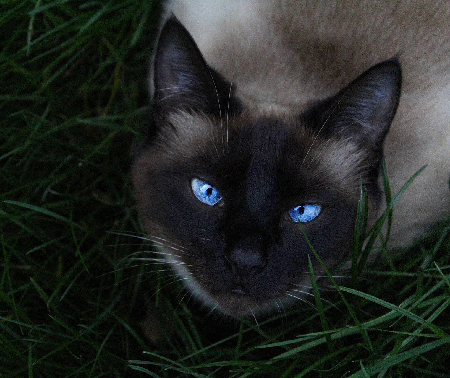 Galaxy participe au concours pour gagner de l'argent avec cette photo : bombay, carnivore, cat, domestic_short_haired_cat, electric_blue, felidae, fur, grass, plant, siamese, small_to_medium_sized_cats, snout, terrestrial_animal, whiskers
