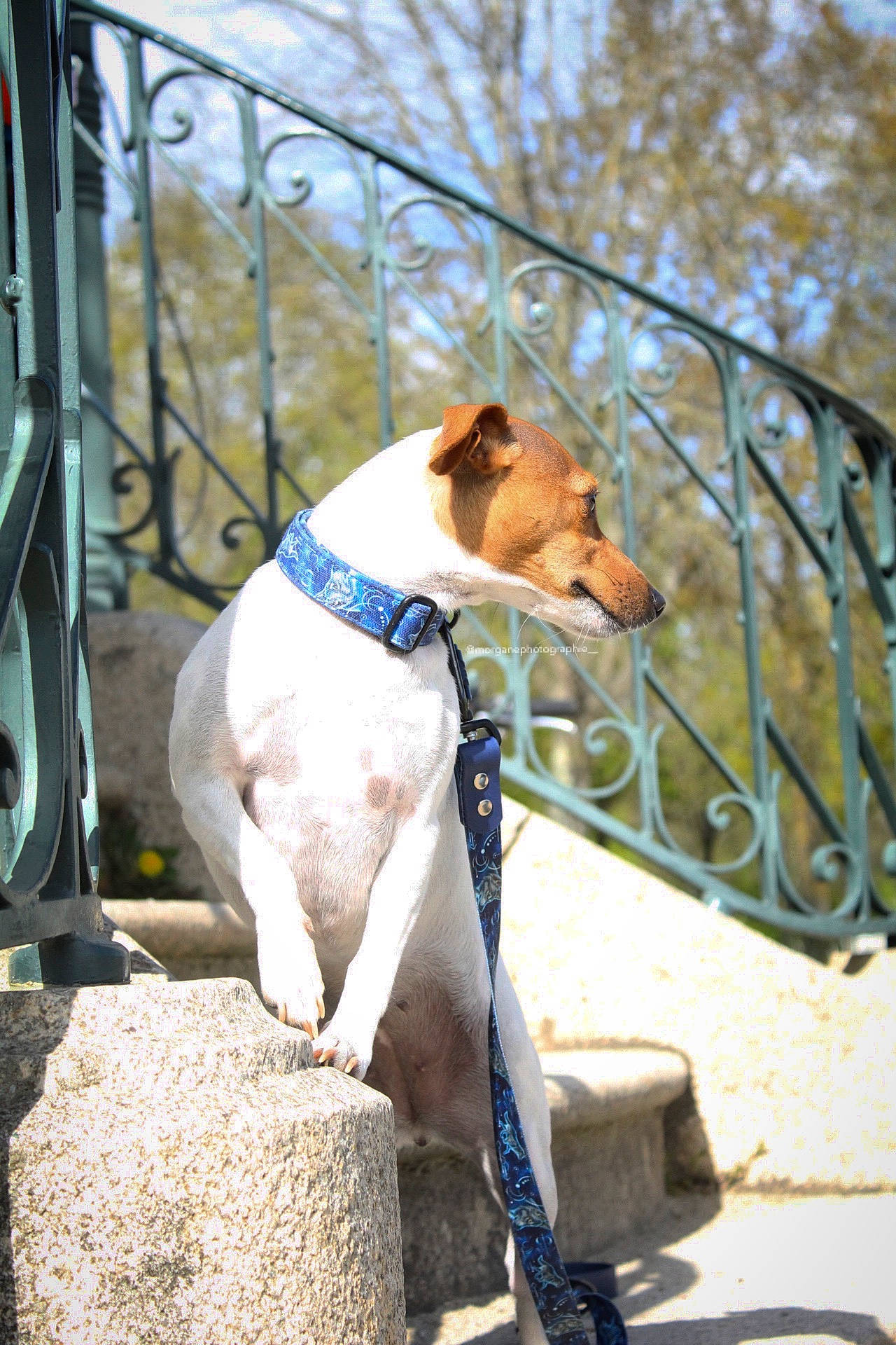 Galaxy a rejoint le concours — aidez-le/la à gagner de superbes lots ! canidae, carnivore, collar, companion_dog, concrete, dog, dog_breed, dog_collar, dog_supply, fawn, fence, leash, pet_supply, sky, snout, sporting_group, tail, terrestrial_animal, tree, working_animal