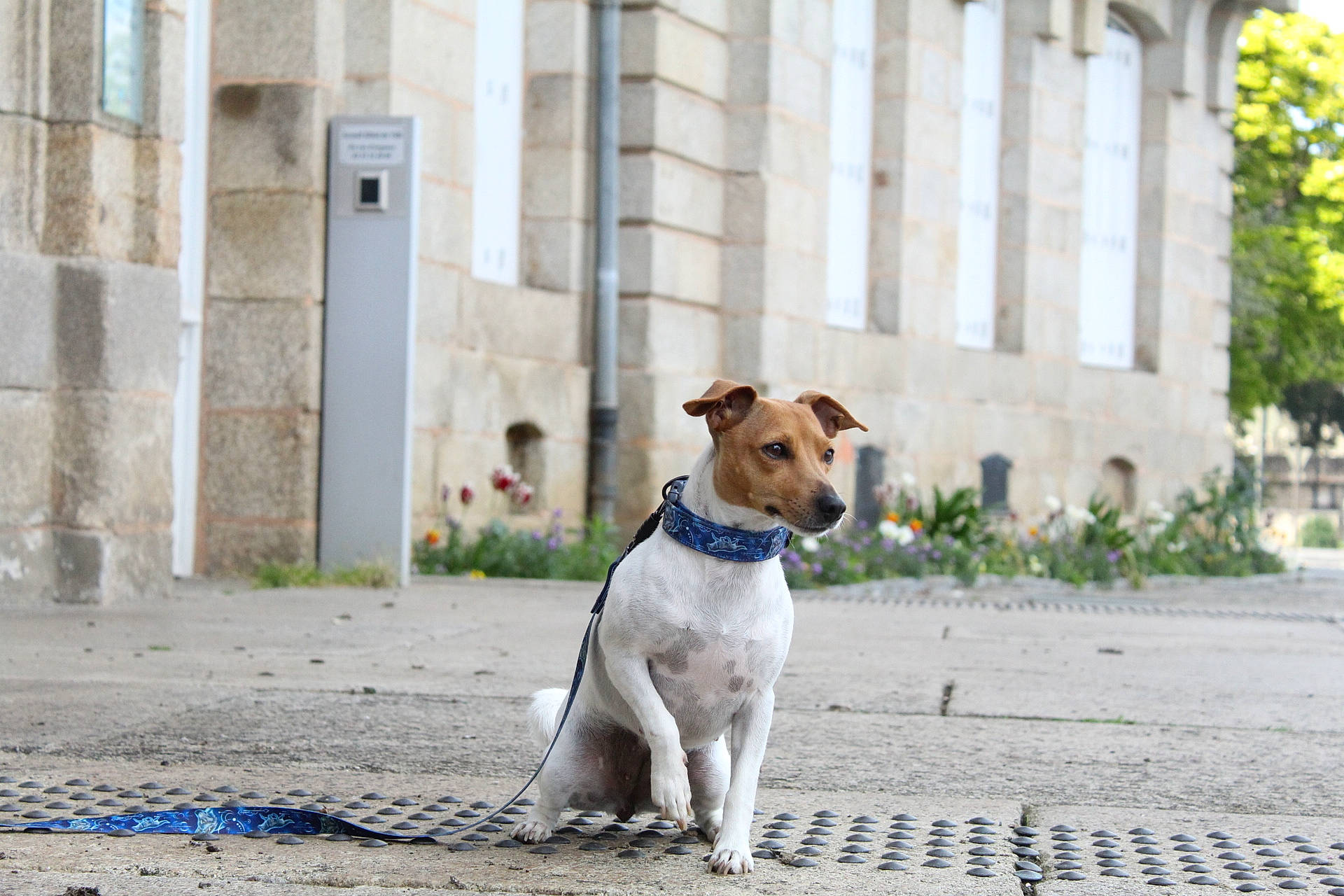 Galaxy a rejoint le concours — aidez-le/la à gagner de superbes lots ! asphalt, building, carnivore, collar, companion_dog, dog, dog_breed, dog_collar, dog_supply, door, fawn, leash, pet_supply, plant, road, road_surface, sidewalk, snout, tree, window