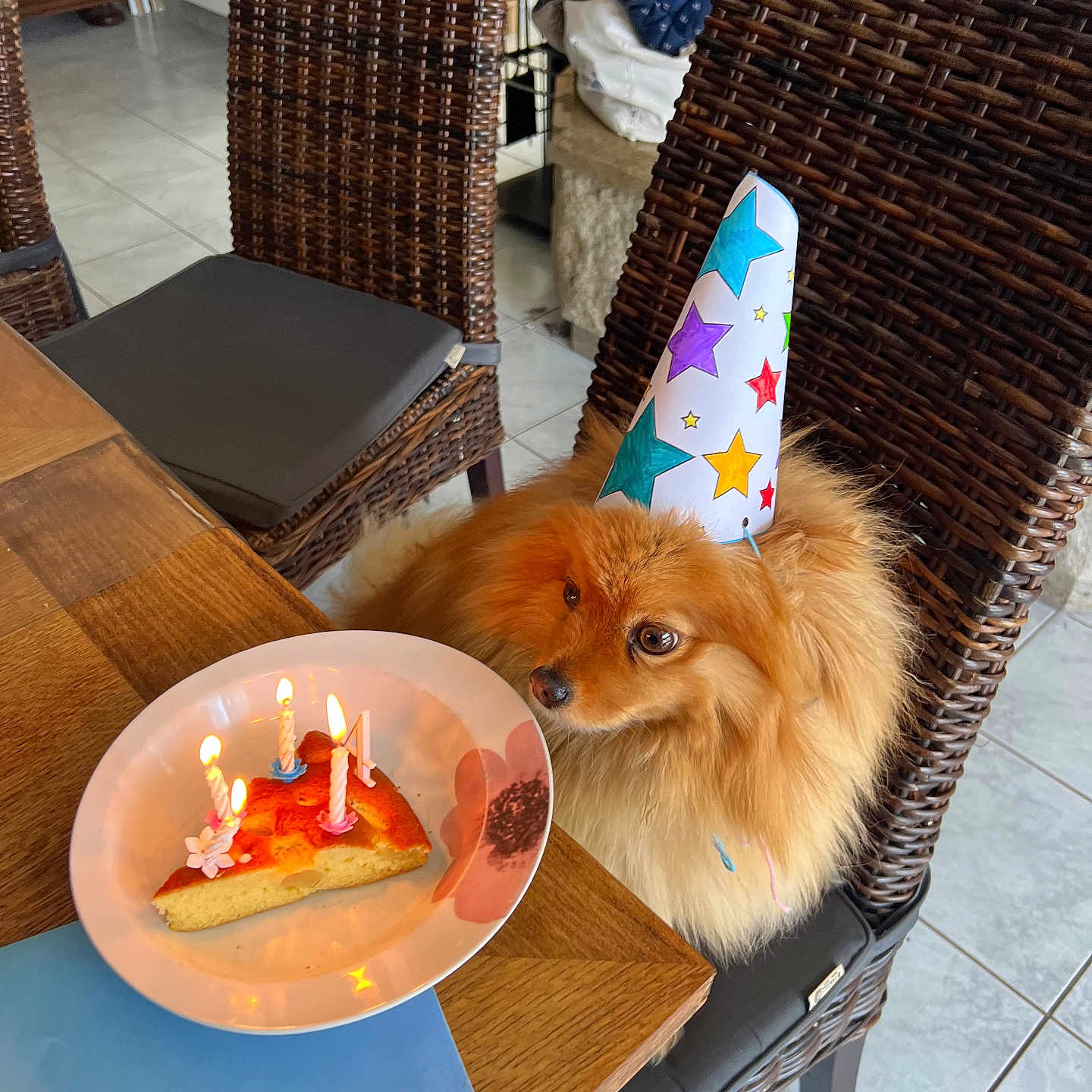 Shdow a rejoint le concours — aidez-le/la à gagner de superbes lots ! birthday_cake, candles, celebration, colorful, cute, dog, festive, fluffy, indoor, orange_dog, party, party_hat, pet, plate, seated, slice_of_cake, tile_floor, waiting, wicker_chair, wooden_table