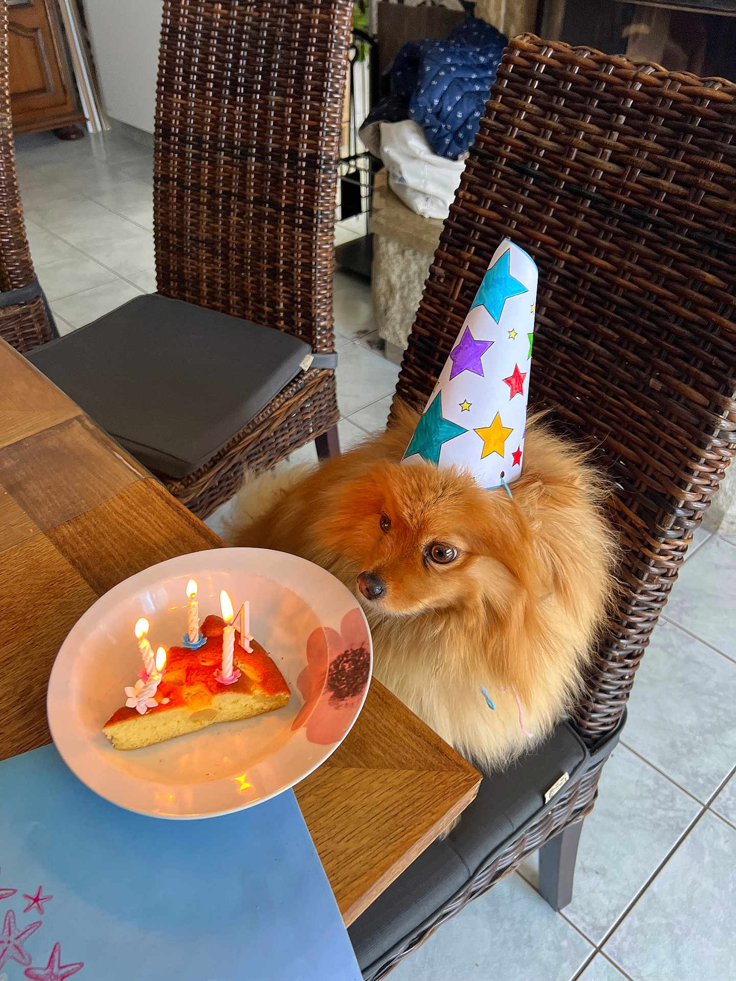 Shdow a rejoint le concours — aidez-le/la à gagner de superbes lots ! dog, party_hat, birthday_cake, candles, wicker_chair, wooden_table, indoor, tile_floor, celebration, pet, fluffy, orange_dog, slice_of_cake, plate, party, festive, colorful, seated, waiting, cute