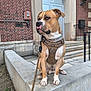 alert, animal, brick_building, brown_harness, canine, chain_collar, concrete_ledge, daylight, dog, door, guarding, leash, outdoor, pet, side_view, sitting, steps, tan_coat, urban, white_paws