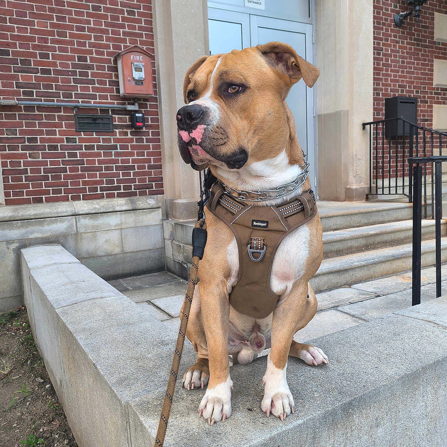 Bruce Almighty is registered to the contest to win money with this photo: alert, animal, brick_building, brown_harness, canine, chain_collar, concrete_ledge, daylight, dog, door, guarding, leash, outdoor, pet, side_view, sitting, steps, tan_coat, urban, white_paws