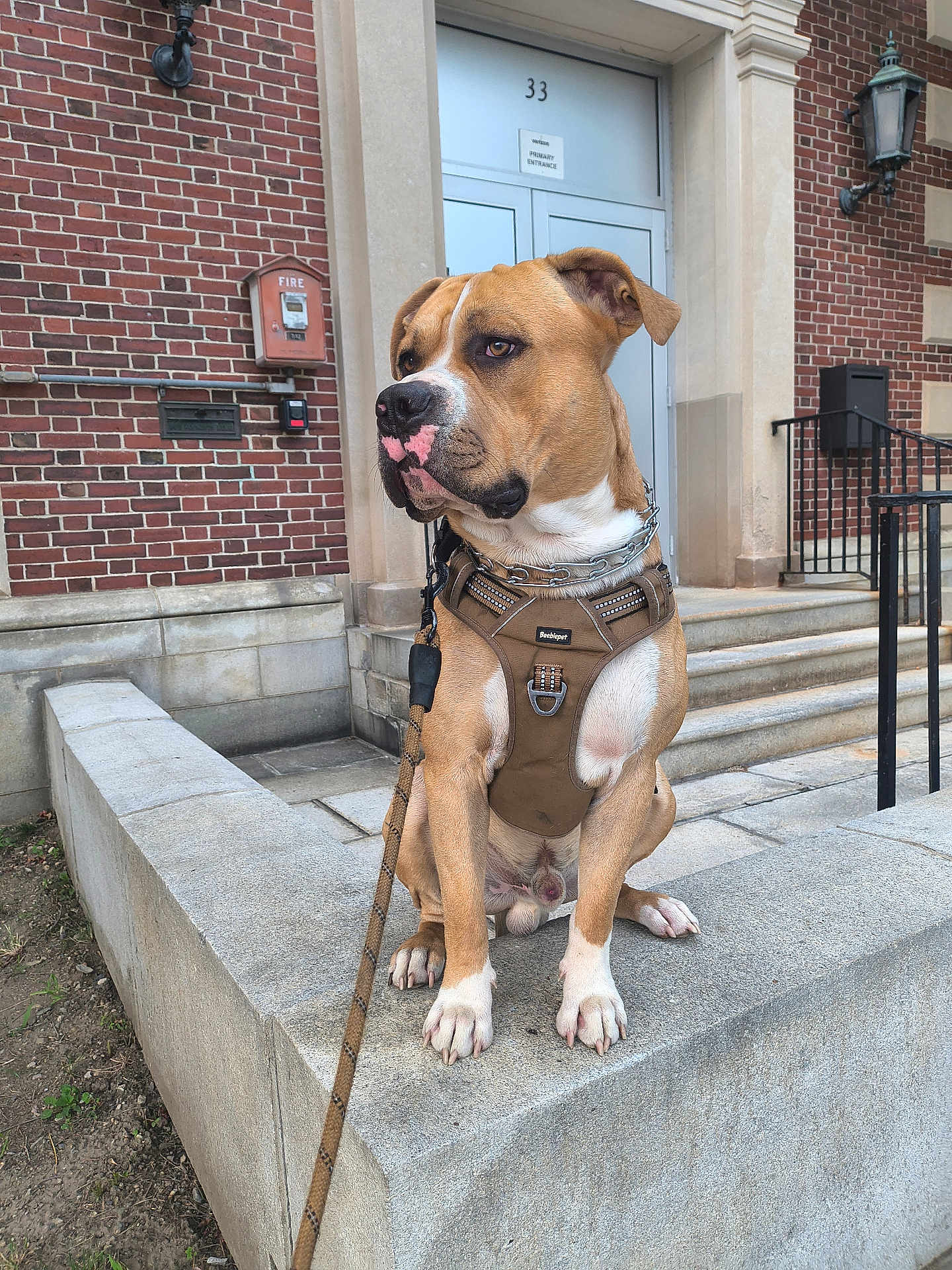 Bruce Almighty is registered to the contest to win money with this photo: alert, animal, brick_building, brown_harness, canine, chain_collar, concrete_ledge, daylight, dog, door, guarding, leash, outdoor, pet, side_view, sitting, steps, tan_coat, urban, white_paws