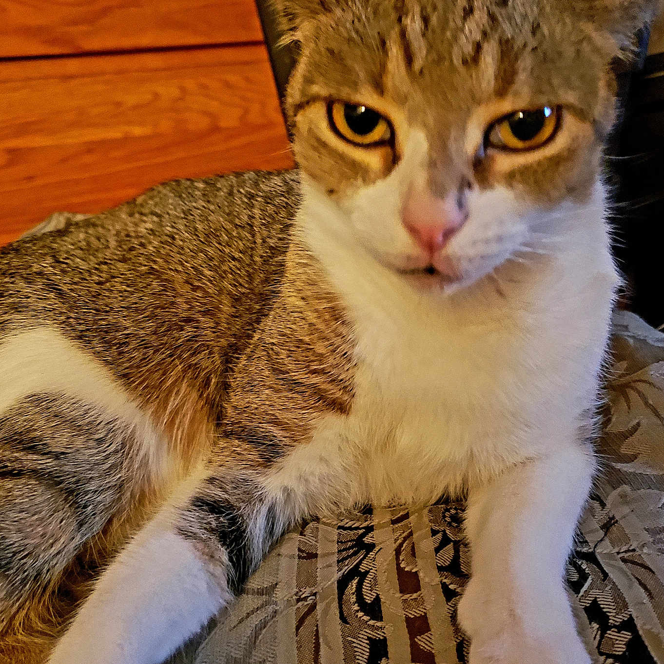 Tiny Gonzalez joined the competition — help win amazing prizes! abyssinian, accessories, animal, cat, couch, furniture, hardwood, kitten, manx, pet, plywood, siamese, strap, wood