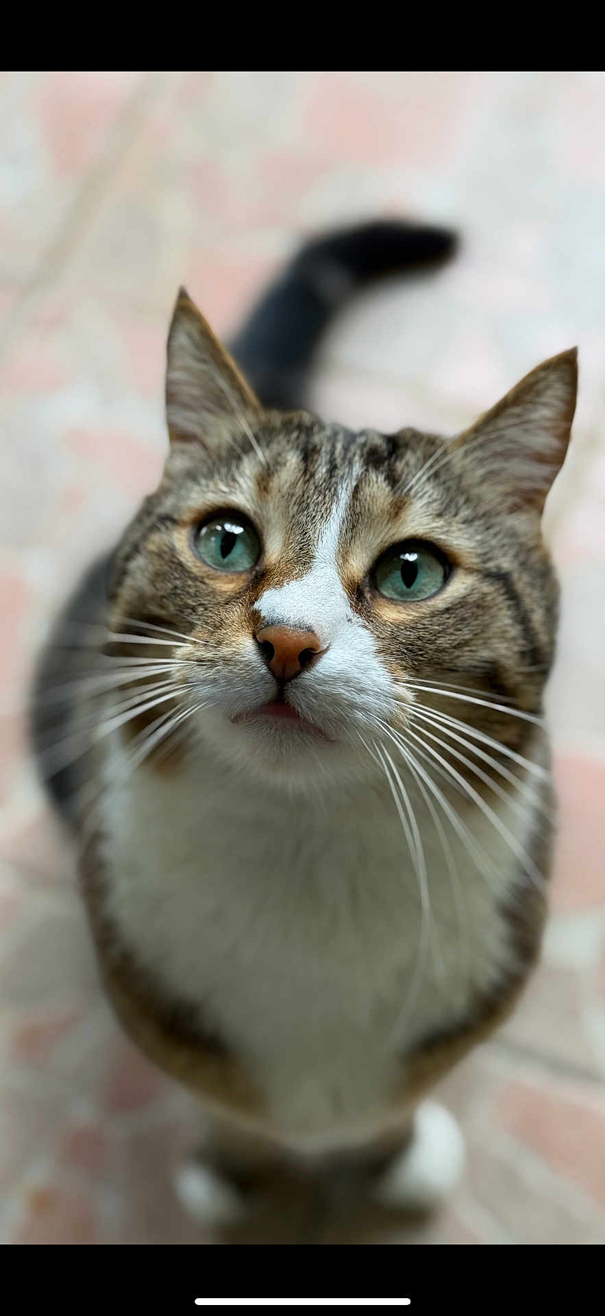 Doudou participe au concours pour gagner de l'argent avec cette photo : cat, tabby, green_eyes, close_up, whiskers, curious, pet, animal, feline, face, nose, ears, fur, indoor, looking_up, cute, domestic_cat, portrait, soft_background, focused