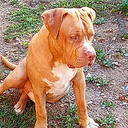 Oxmo a rejoint le concours — aidez-le/la à gagner de superbes lots ! animal, brown_dog, canine, daylight, dirt, dog, ears, expression, fur, grass, ground, looking_away, muzzle, nature, outdoor, paw, pet, sitting, tail, white_patches