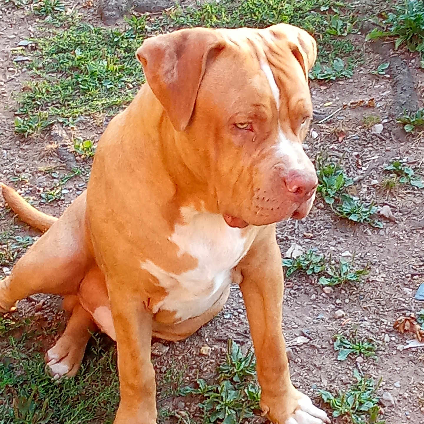 Oxmo