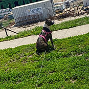 Cookie is registered to the contest to win money with this photo: dog, brindle, pink_harness, leash, grass, sidewalk, construction_site, container, green_building, outdoor, sunny, sitting, pet, animal, fence, daytime, nature, attention, urban, background