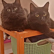 Nally participe au concours pour gagner de l'argent avec cette photo : black_cat, cat, curious, domestic_animal, ears, eyes, feline, fluffy_cat, fur, furniture, green_basket, home_interior, indoor, pets, relaxed, resting, towels, two_animals, whiskers, wooden_shelf