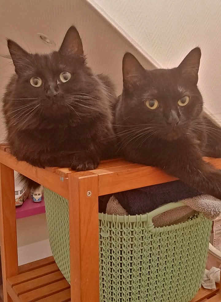 Nally participe au concours pour gagner de l'argent avec cette photo : black_cat, cat, curious, domestic_animal, ears, eyes, feline, fluffy_cat, fur, furniture, green_basket, home_interior, indoor, pets, relaxed, resting, towels, two_animals, whiskers, wooden_shelf