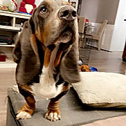 Blu joined the competition — help win amazing prizes! dog, basset_hound, pet, living_room, furniture, ottoman, pillow, floor, ears, curious, indoors, household, brown, white, black, canine, animal, companion, cute, two_dogs