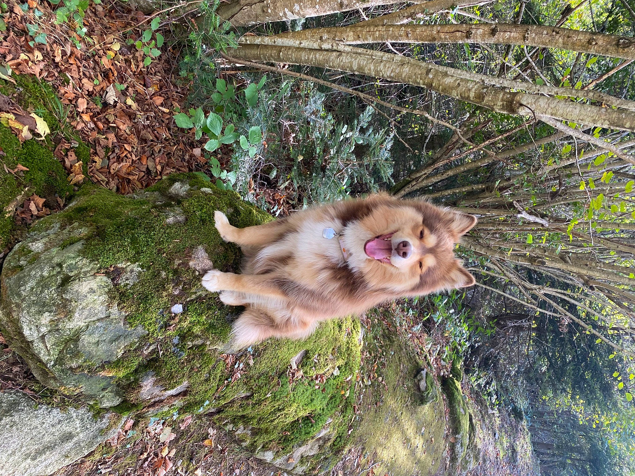 Russell a rejoint le concours — aidez-le/la à gagner de superbes lots ! canidae, canis, carnivore, companion_dog, dog, dog_breed, fawn, felidae, fur, german_spitz_mittel, grass, groundcover, plant, small_to_medium_sized_cats, snout, spitz, sporting_group, tail, terrestrial_animal, whiskers