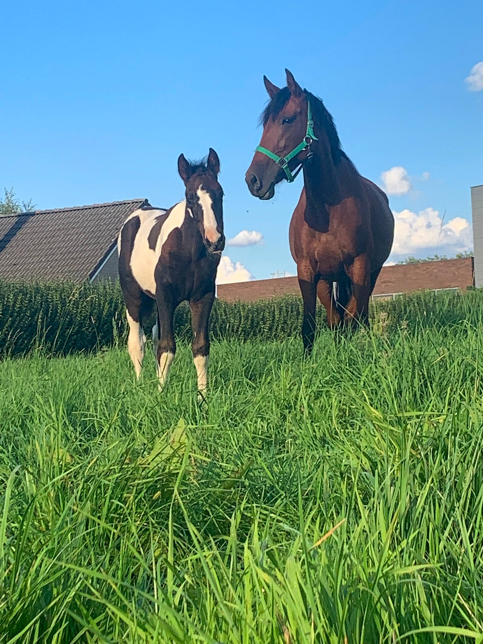Uréa a rejoint le concours — aidez-le/la à gagner de superbes lots ! colt, farm, foal, grass, grassland, horse, livestock, mammal, mane, mare, meadow, mustang_horse, natural_environment, pasture, plant, ranch, rural_area, sky, stallion, vertebrate
