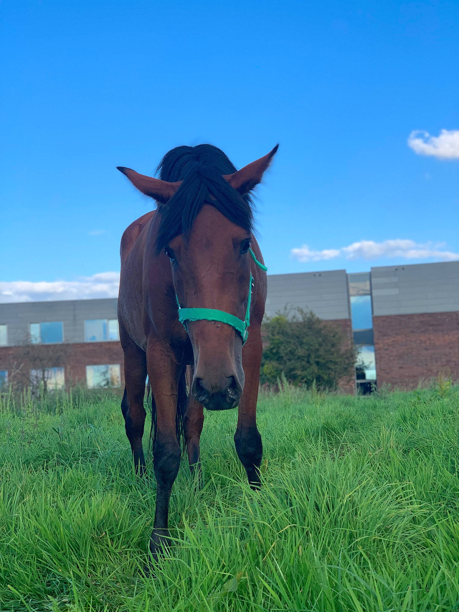 Uréa a rejoint le concours — aidez-le/la à gagner de superbes lots ! bridle, ecoregion, farm, grass, grassland, grazing, horse, landscape, mane, mare, meadow, pack_animal, pasture, plant, ranch, sky, snout, stallion, steppe, working_animal