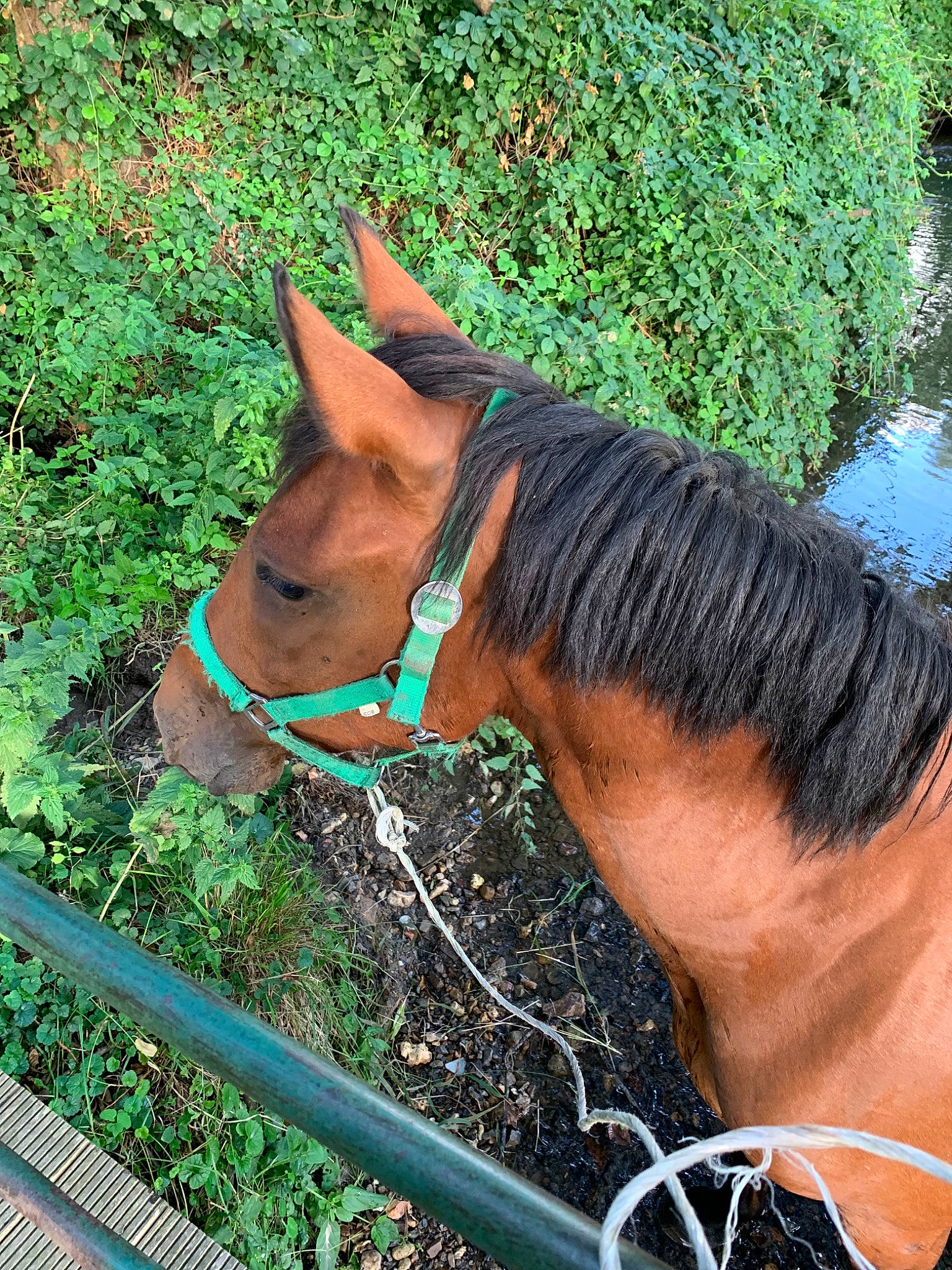Uréa participe au concours pour gagner de l'argent avec cette photo : bridle, fawn, grass, hair, halter, horse, horse_tack, mammal, mane, mare, mustang_horse, plant, snout, sorrel, wildlife