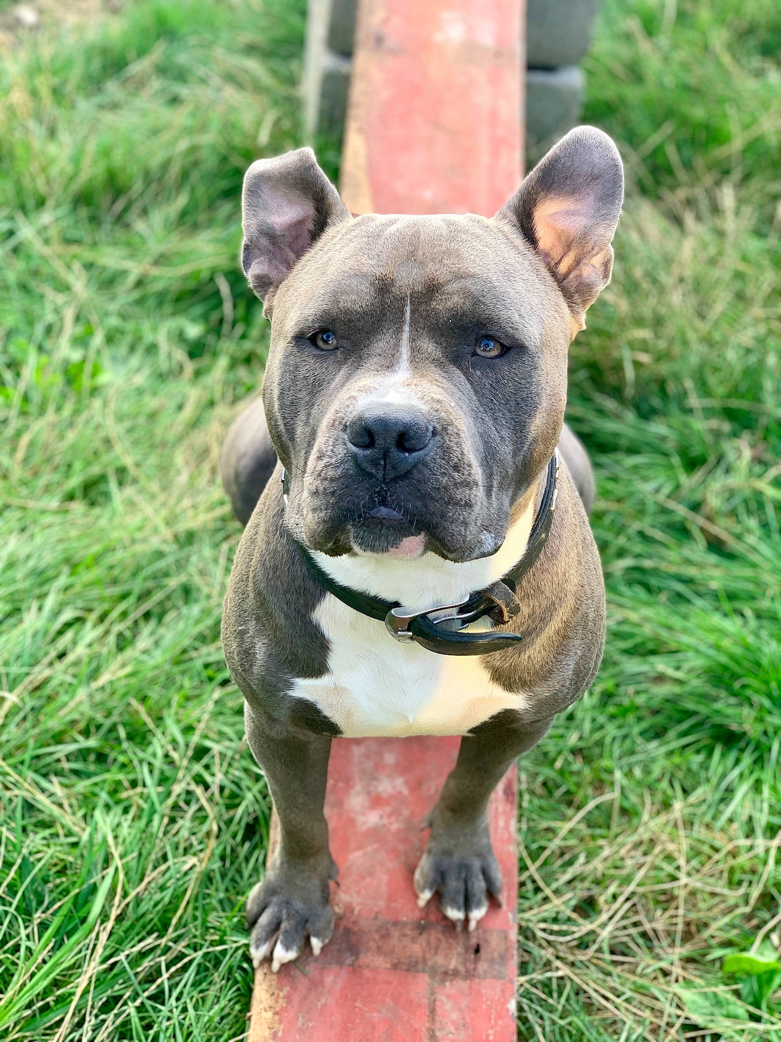 Drago participe au concours pour gagner de l'argent avec cette photo : alano_espanol, alaunt, american_pit_bull_terrier, american_staffordshire_terrier, ancient_dog_breeds, bulldog, canidae, carnivore, dog, dog_breed, fawn, mammal, molosser, non_sporting_group, olde_english_bulldogge, perro_de_presa_canario, pit_bull, rare_breed_dog, snout, vertebrate