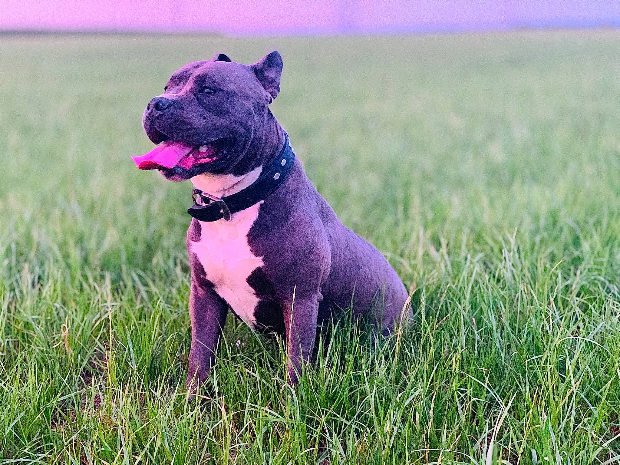 Drago participe au concours pour gagner de l'argent avec cette photo : alaunt, american_pit_bull_terrier, american_staffordshire_terrier, cane_corso, canidae, carnivore, companion_dog, dog, dog_breed, grass, guard_dog, mammal, molosser, non_sporting_group, pit_bull, plant, snout, sporting_group, staffordshire_bull_terrier, vertebrate