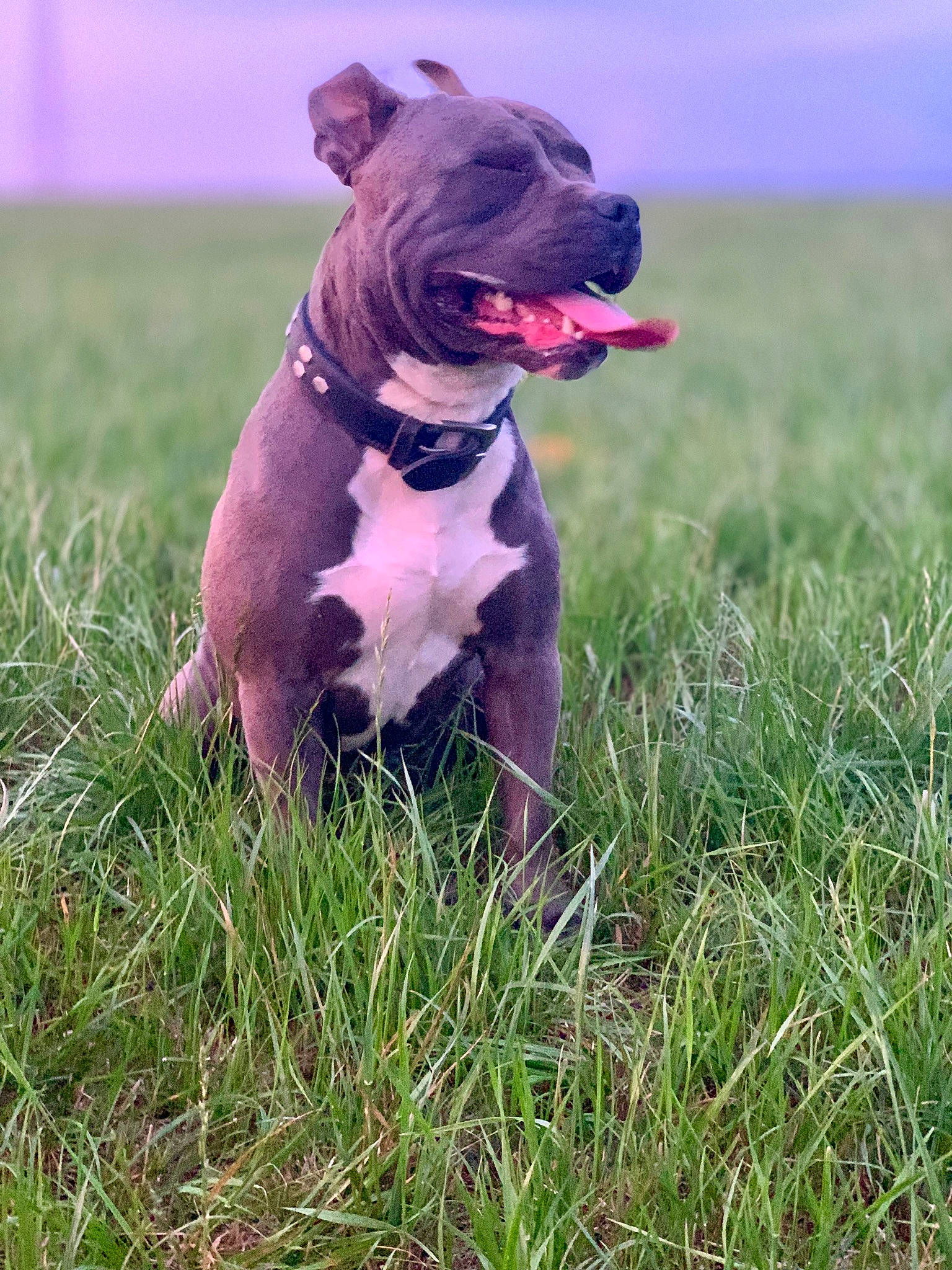 Drago participe au concours pour gagner de l'argent avec cette photo : alaunt, american_bulldog, american_pit_bull_terrier, american_staffordshire_terrier, bull_and_terrier, canidae, carnivore, dog, dog_breed, fawn, grass, mammal, molosser, non_sporting_group, pit_bull, rare_breed_dog, renascence_bulldogge, snout, staffordshire_bull_terrier, vertebrate