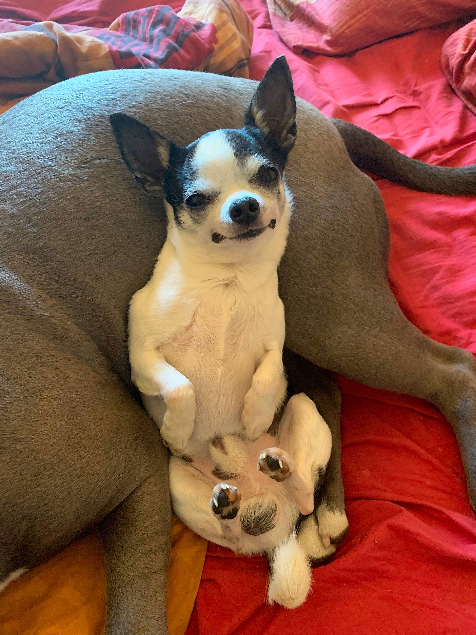 Pepsi participe au concours pour gagner de l'argent avec cette photo : ancient_dog_breeds, canidae, carnivore, chihuahua, companion_dog, corgi_chihuahua, dog, dog_breed, english_toy_terrier, fawn, mammal, miniature_fox_terrier, puppy, puppy_love, russkiy_toy, snout, teddy_roosevelt_terrier, toy_dog, toy_fox_terrier, vertebrate