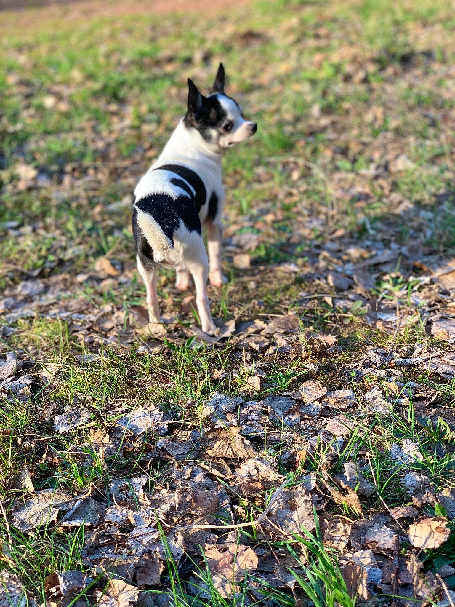 Pepsi participe au concours pour gagner de l'argent avec cette photo : canidae, carnivore, danish_swedish_farmdog, dog, dog_breed, feist, grass, mammal, plant, rat_terrier, soil, sporting_group, teddy_roosevelt_terrier, tenterfield_terrier, toy_fox_terrier