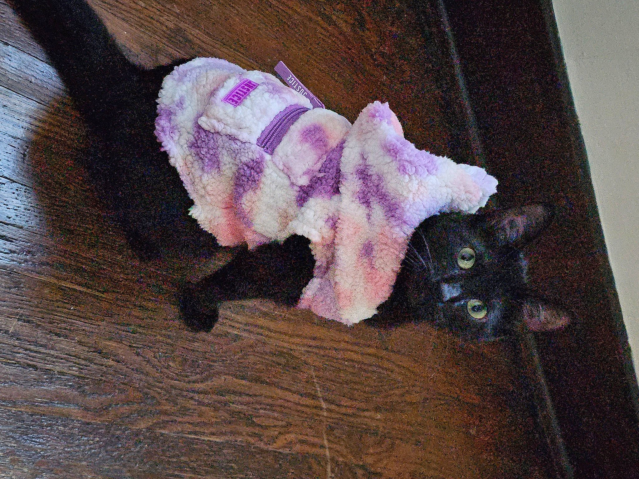 Luna is registered to the contest to win money with this photo: art, cat, creative_arts, fashion_accessory, fawn, felidae, fur, hardwood, magenta, paw, plush, purple, small_to_medium_sized_cats, stuffed_toy, tail, thread, violet, wood, wool, woolen