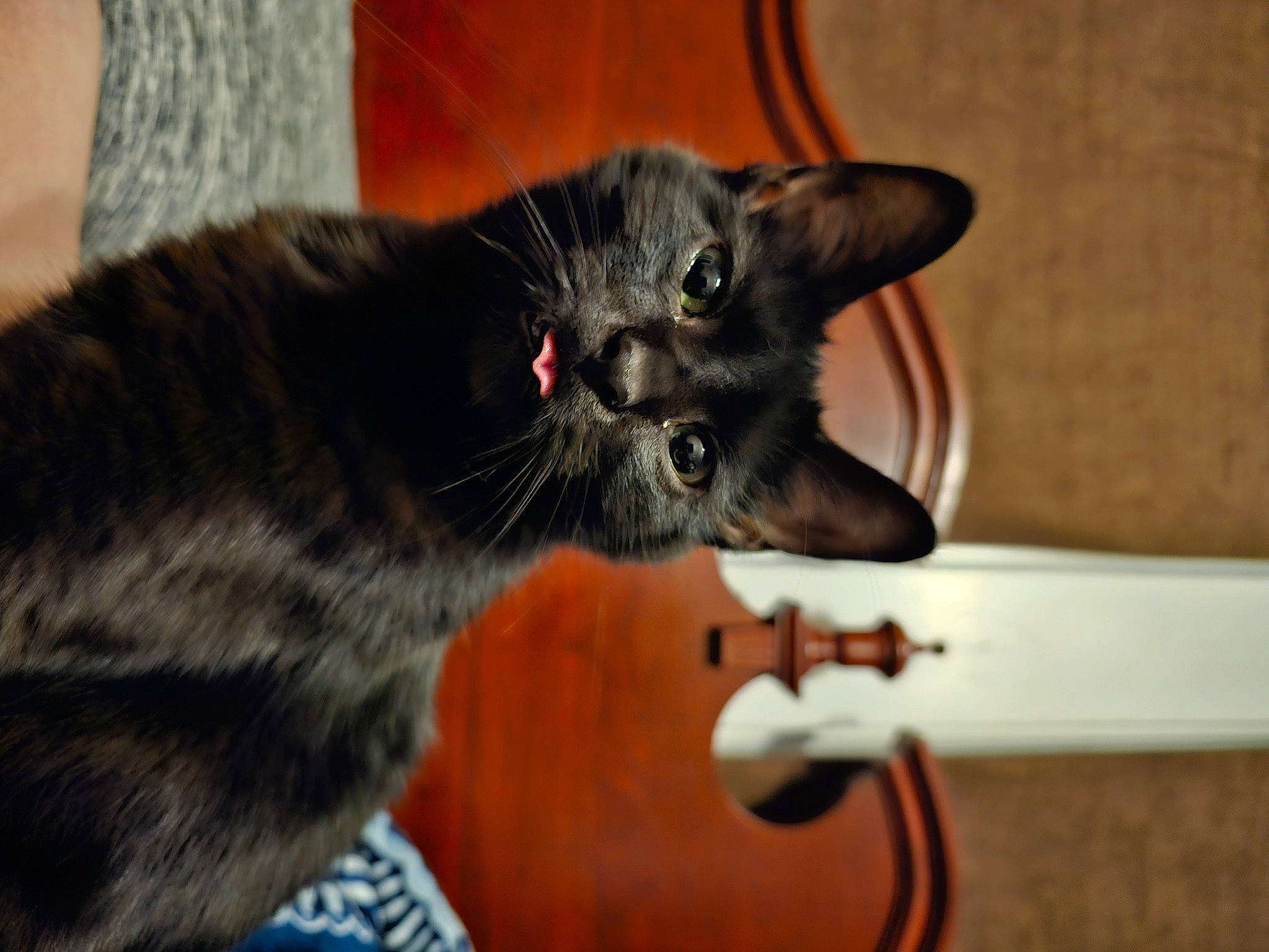 Luna is registered to the contest to win money with this photo: black_cat, bombay, carnivore, cat, cat_toy, claw, collar, domestic_short_haired_cat, door, ear, felidae, fur, havana_brown, musical_instrument, plant, small_to_medium_sized_cats, snout, tail, whiskers