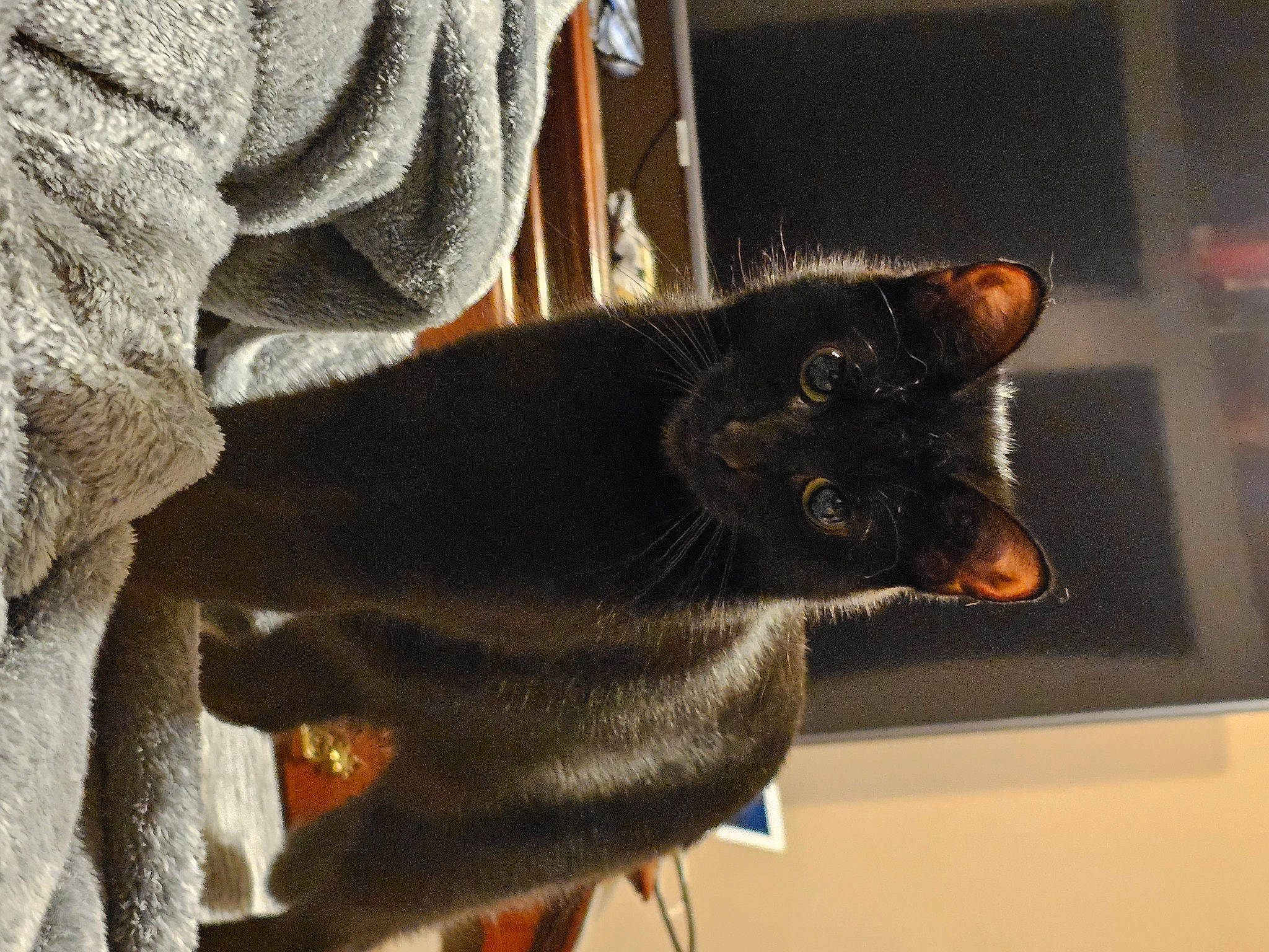 Luna joined the competition — help win amazing prizes! black_cat, carnivore, cat, claw, domestic_short_haired_cat, ear, felidae, fur, small_to_medium_sized_cats, snout, tail, whiskers, window