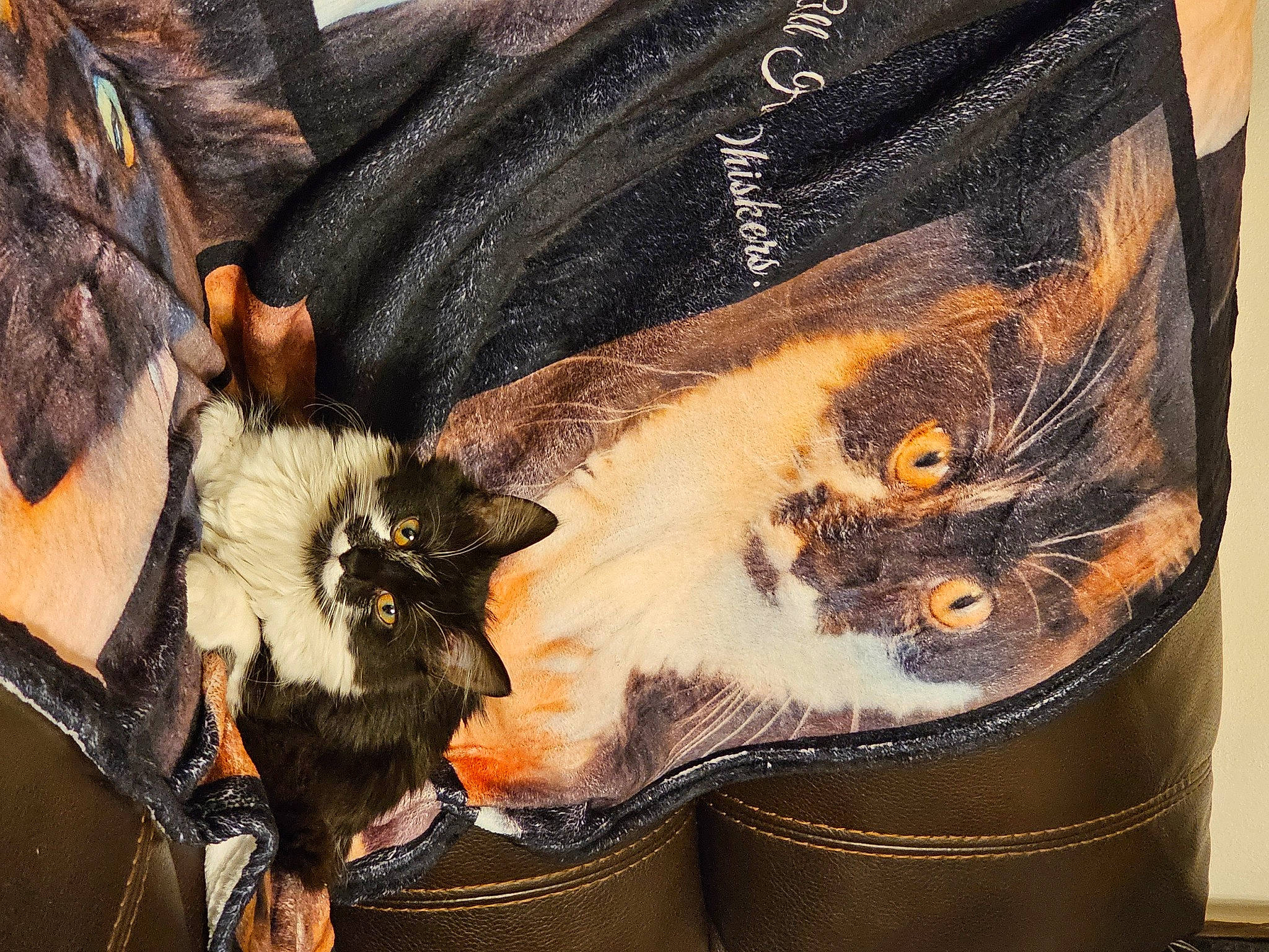 Lara joined the competition — help win amazing prizes! carnivore, cat, comfort, denim, domestic_short_haired_cat, fashion_accessory, fawn, felidae, fur, human_leg, leather, pattern, paw, sleeve, small_to_medium_sized_cats, snout, tail, visual_arts, whiskers, wood