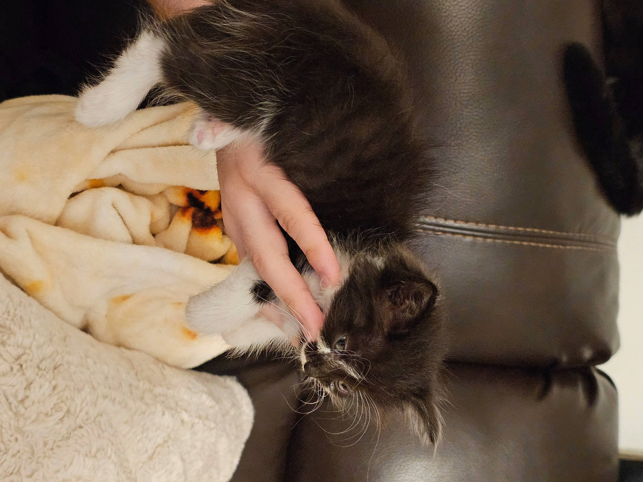 Lara is registered to the contest to win money with this photo: animal_product, canidae, carnivore, cat, claw, comfort, companion_dog, fashion_accessory, felidae, foot, fur, gesture, human_leg, nail, paw, small_to_medium_sized_cats, tail, thigh, whiskers, wrist