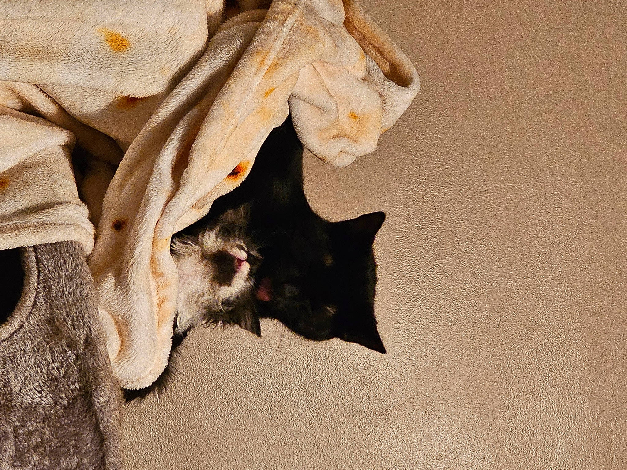 Lara joined the competition — help win amazing prizes! bat, carnivore, cat, claw, domestic_short_haired_cat, fawn, felidae, flooring, fur, linens, pattern, paw, plant, shadow, small_to_medium_sized_cats, tail, tints_and_shades, tree, whiskers, wood