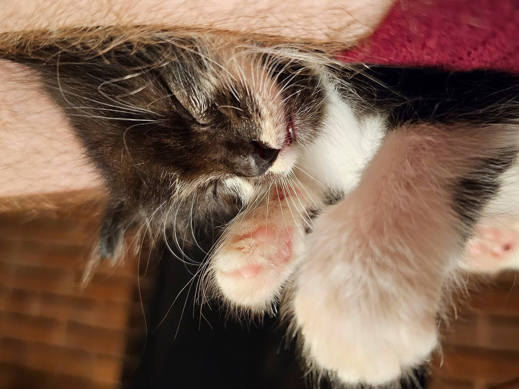 Lara joined the competition — help win amazing prizes! carnivore, cat, claw, comfort, domestic_short_haired_cat, ear, eye, felidae, foot, fur, gesture, human_leg, nap, paw, sleep, small_to_medium_sized_cats, tail, whiskers