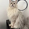 Athena a rejoint le concours — aidez-le/la à gagner de superbes lots ! cat, fluffy, long_hair, sitting, indoor, pet, animal, feline, white_wall, decor, circular_shape, table, curious, portrait, whiskers, ears, tail, domestic_animal, mammal, furniture