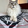 Athena participe au concours pour gagner de l'argent avec cette photo : cat, fluffy, indoor, pet, animal, feline, yellow_eyes, long_hair, portrait, lying_down, close_up, bed, blanket, soft_light, whiskers, ears, nose, paws, relaxed, cozy