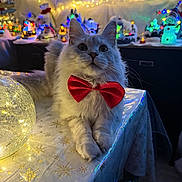 Athena a rejoint le concours — aidez-le/la à gagner de superbes lots ! cat, red_bow_tie, table, tablecloth, snowflake_pattern, holiday_lights, christmas_decorations, festive, indoor, fluffy_fur, relaxed, cute, pet, animal, twinkling_lights, ornament, decoration, cozy, winter_theme, celebration