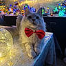 cat, red_bow_tie, table, tablecloth, snowflake_pattern, holiday_lights, christmas_decorations, festive, indoor, fluffy_fur, relaxed, cute, pet, animal, twinkling_lights, ornament, decoration, cozy, winter_theme, celebration