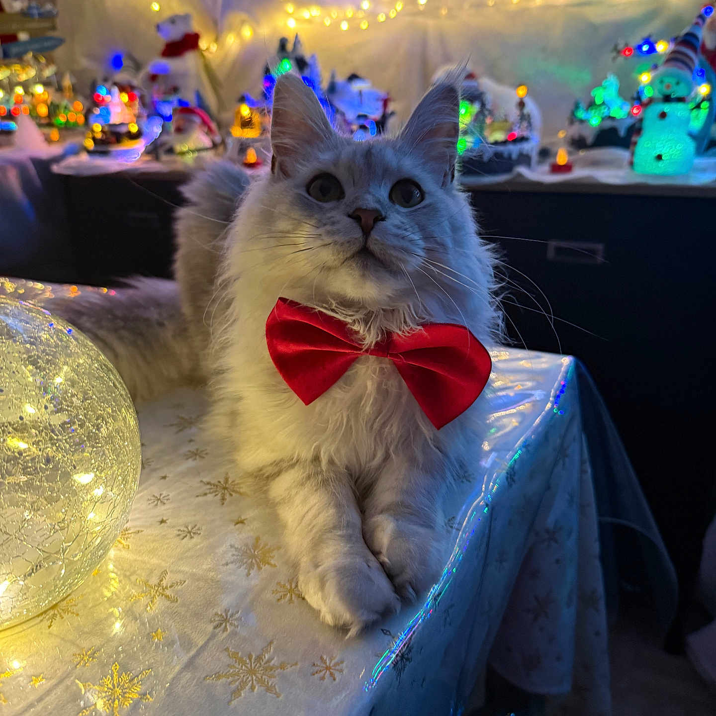 Athena a rejoint le concours — aidez-le/la à gagner de superbes lots ! cat, red_bow_tie, table, tablecloth, snowflake_pattern, holiday_lights, christmas_decorations, festive, indoor, fluffy_fur, relaxed, cute, pet, animal, twinkling_lights, ornament, decoration, cozy, winter_theme, celebration