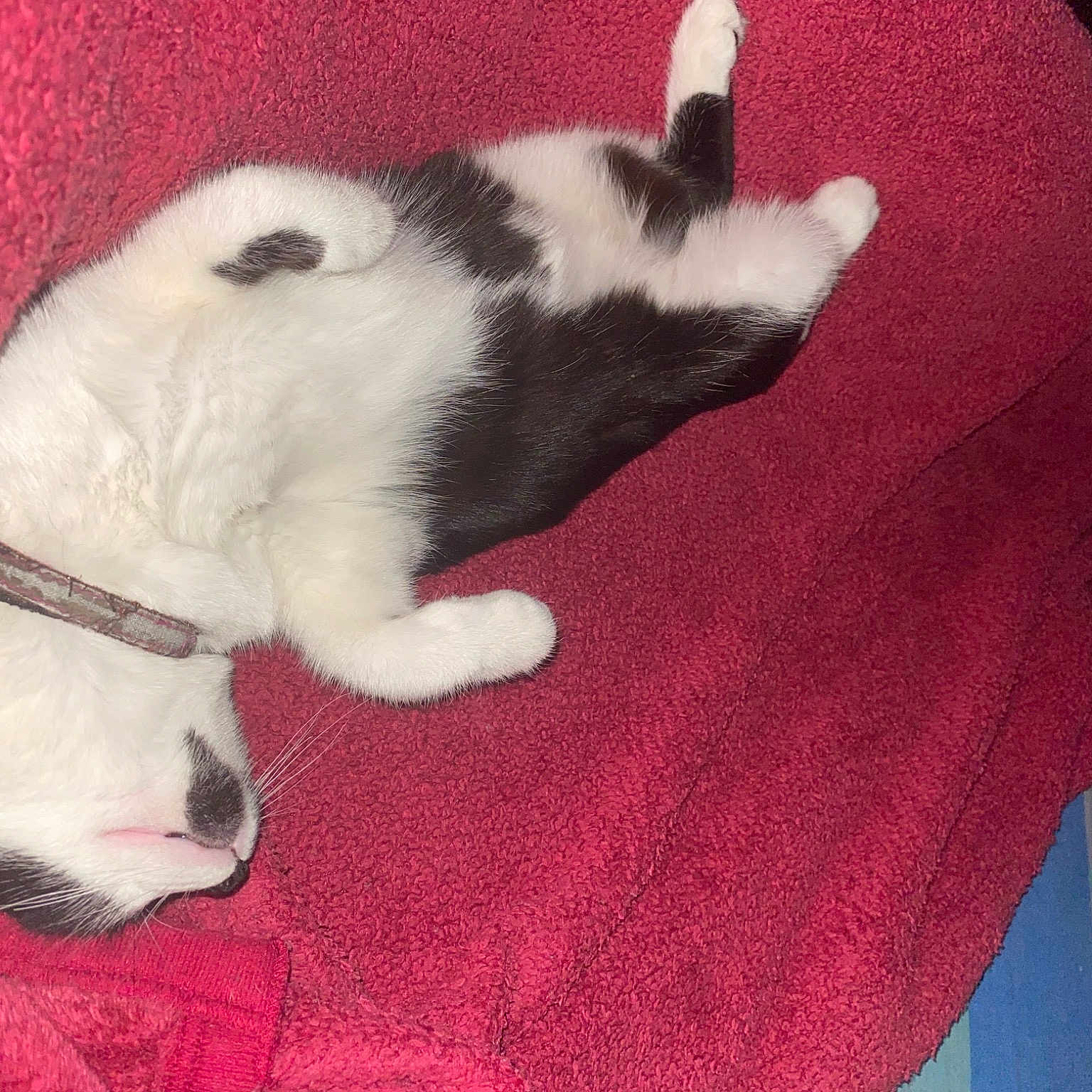 Féline