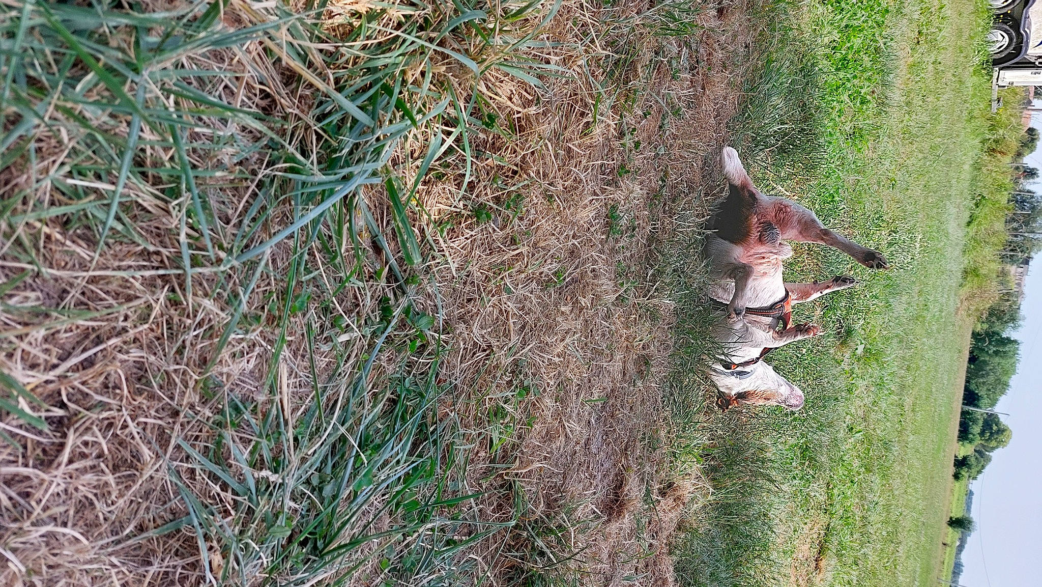 Junior a rejoint le concours — aidez-le/la à gagner de superbes lots ! adventure, forest, grass, grass_family, grassland, groundcover, landscape, pasture, people_in_nature, plant, recreation, shadow, shrub, slope, soil, sporting_group, terrestrial_plant, tree, trunk, wood