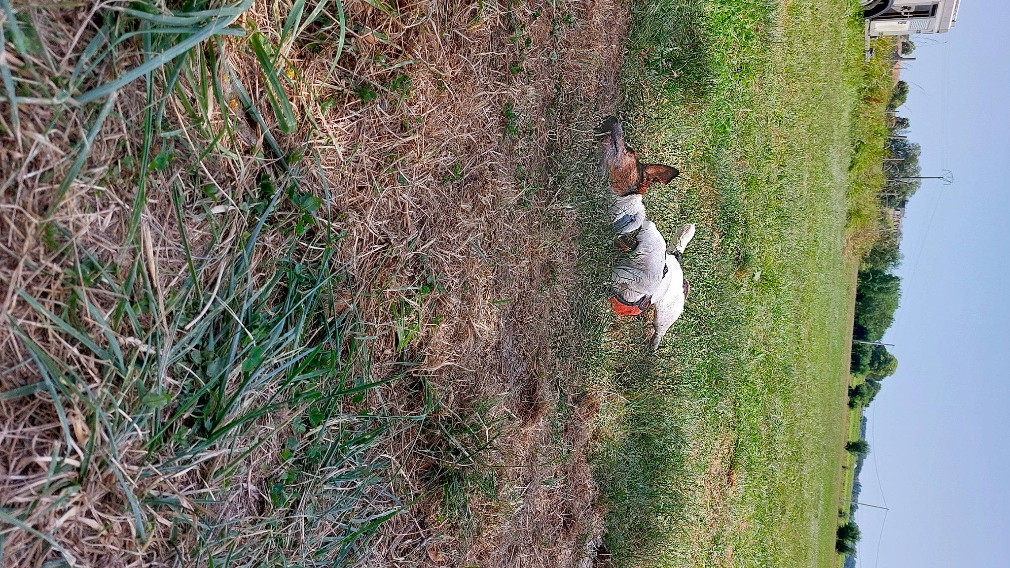 Junior a rejoint le concours — aidez-le/la à gagner de superbes lots ! adventure, extreme_sport, grass, grass_family, grassland, groundcover, landscape, people_in_nature, plant, recreation, shadow, shrub, shrubland, sky, slope, soil, tree, trunk, vegetation, wildlife