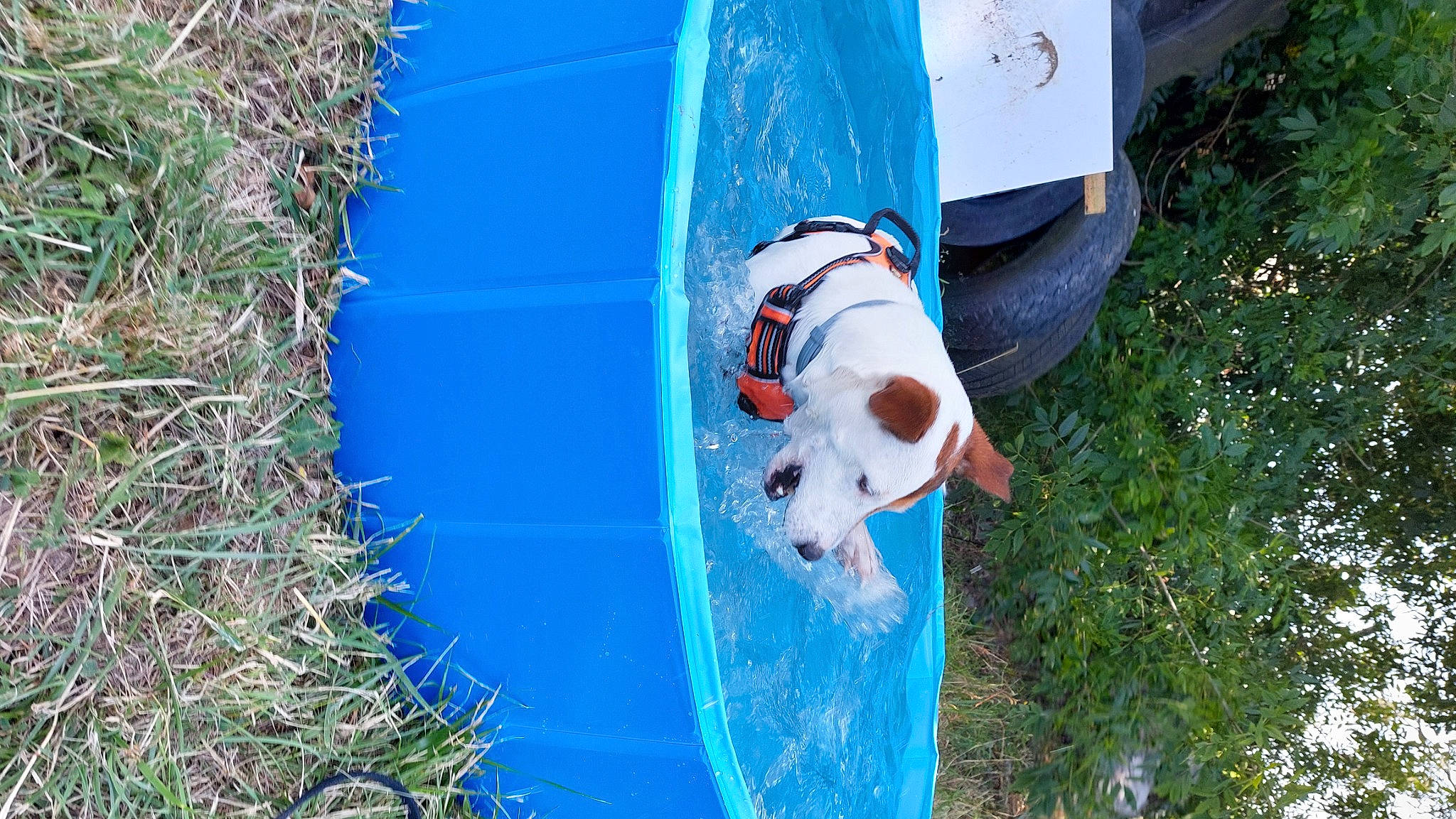 Junior participe au concours pour gagner de l'argent avec cette photo : adventure, automotive_exterior, azure, blue, canidae, carnivore, dog, dog_breed, electric_blue, fun, grass, leisure, motor_vehicle, plant, recreation, sporting_group, t_shirt, tree, vehicle_door, water