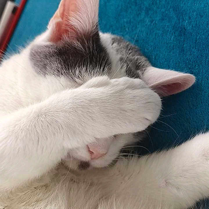 Caline a rejoint le concours — aidez-le/la à gagner de superbes lots ! animal, blue_background, cat, close_up, cozy, cute, ear, feline, fur, gray_cat, indoor, nose, paw, pet, relaxing, resting, sleeping, soft, whiskers, white_cat