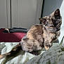 Hestia participe au concours pour gagner de l'argent avec cette photo : kitten, cat, tortoiseshell, bed, bedding, indoor, sunlight, curious, feline, animal, pet, resting, fur, whiskers, cabinet, suitcase, room, window_light, domestic, young