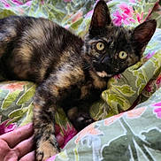 Hestia a rejoint le concours — aidez-le/la à gagner de superbes lots ! kitten, cat, tortoiseshell, pet, animal, hand, bed, blanket, floral_pattern, cute, feline, resting, paw, domestic_animal, cozy, indoor, young, fur, eyes, comfort