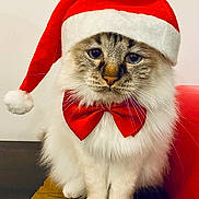 Whistler participe au concours pour gagner de l'argent avec cette photo : cat, fluffy, santa_hat, red_bow_tie, holiday, christmas, pet, feline, whiskers, cute, domestic_cat, indoor, fur, animal, portrait, front_view, sitting, white_fur, tabby_face, festive