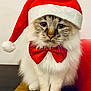 cat, fluffy, santa_hat, red_bow_tie, holiday, christmas, pet, feline, whiskers, cute, domestic_cat, indoor, fur, animal, portrait, front_view, sitting, white_fur, tabby_face, festive
