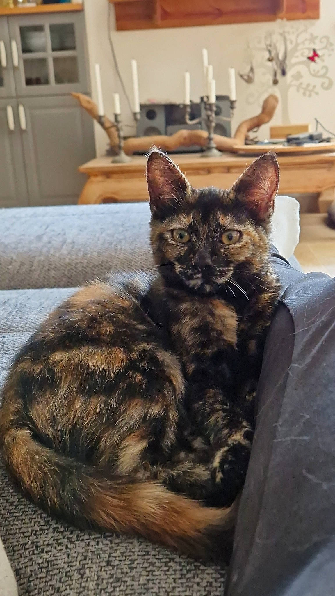 Witch a rejoint le concours — aidez-le/la à gagner de superbes lots ! carnivore, cat, claw, comfort, domestic_short_haired_cat, felidae, flowerpot, fur, grey, hardwood, houseplant, living_room, plant, room, sitting, small_to_medium_sized_cats, tail, terrestrial_animal, whiskers, wood