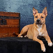 Hena participe au concours pour gagner de l'argent avec cette photo : dog, tan_dog, pet, animal, wooden_chest, rustic, blue_wall, textured_wall, alert, lying_down, indoor, portrait, fur, ears_up, paw, black_surface, guarding, calm, canine, companion